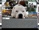 BOMBON EL PERRO